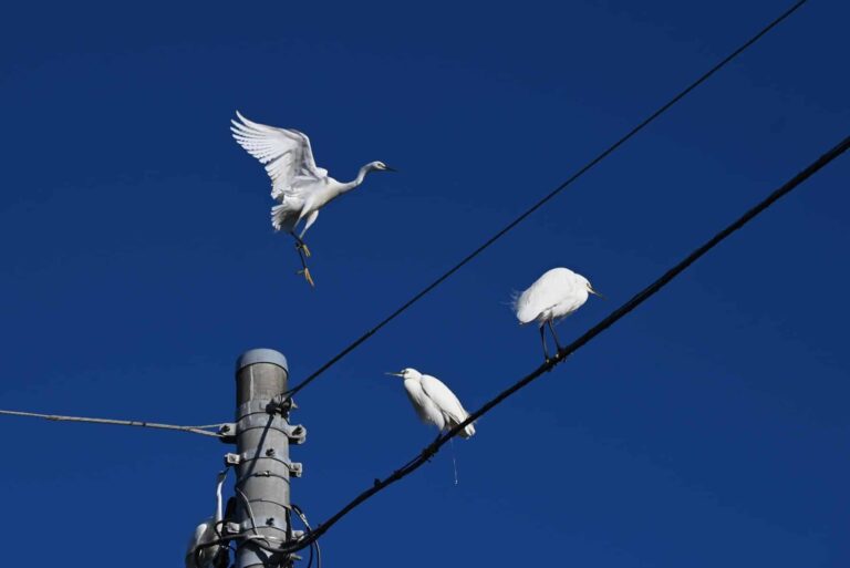 Cantabria líneas eléctricas avifauna