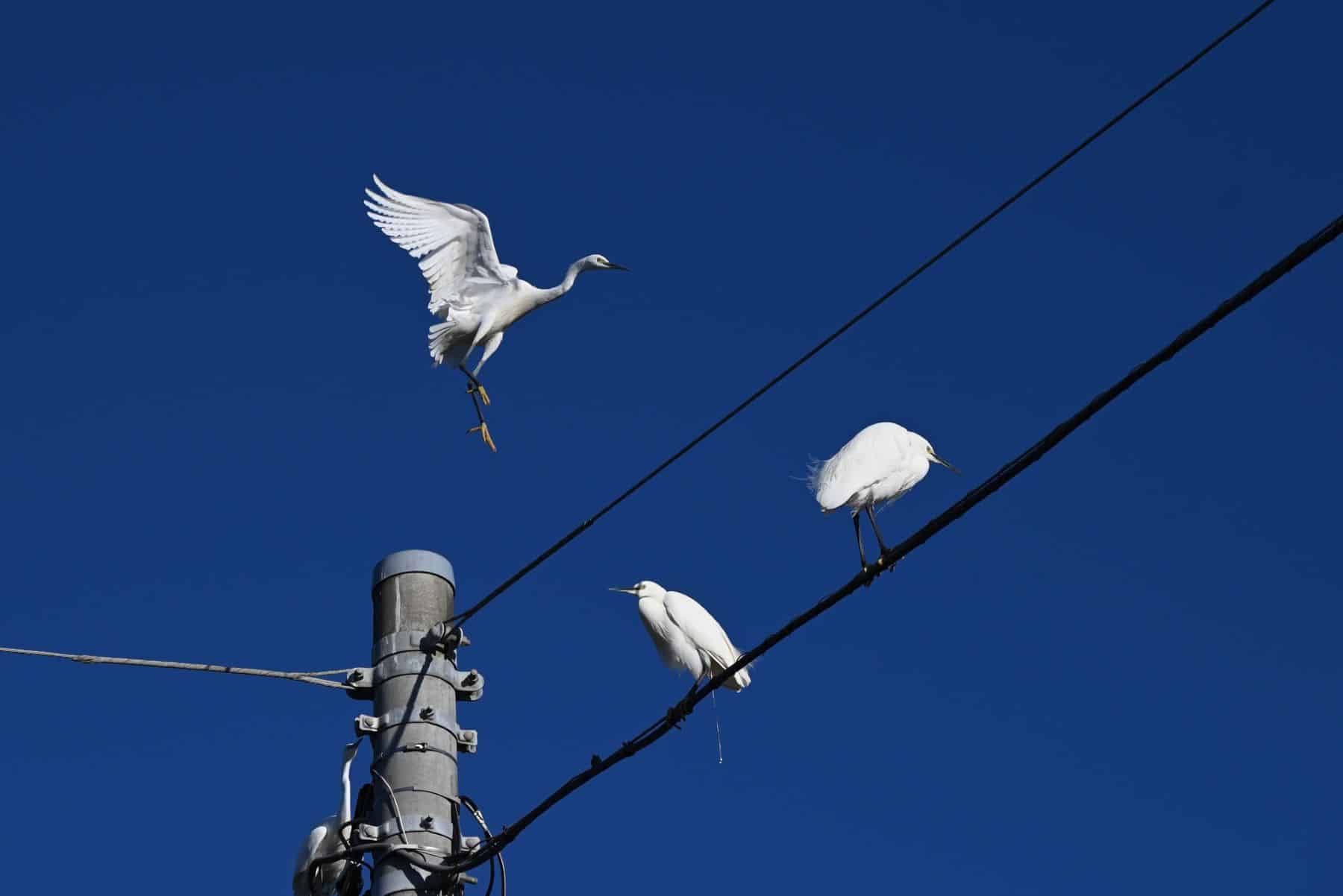 Cantabria líneas eléctricas avifauna