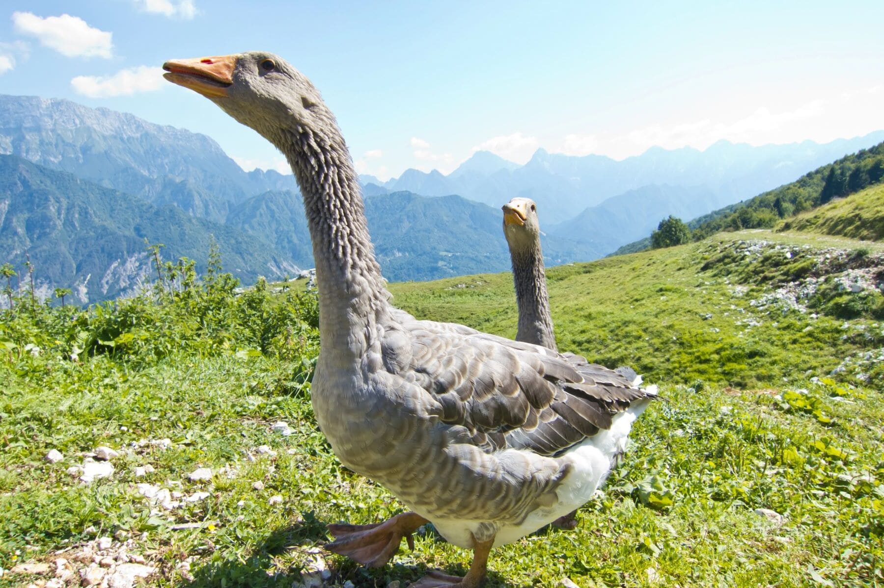 Cantabria gripe aviar