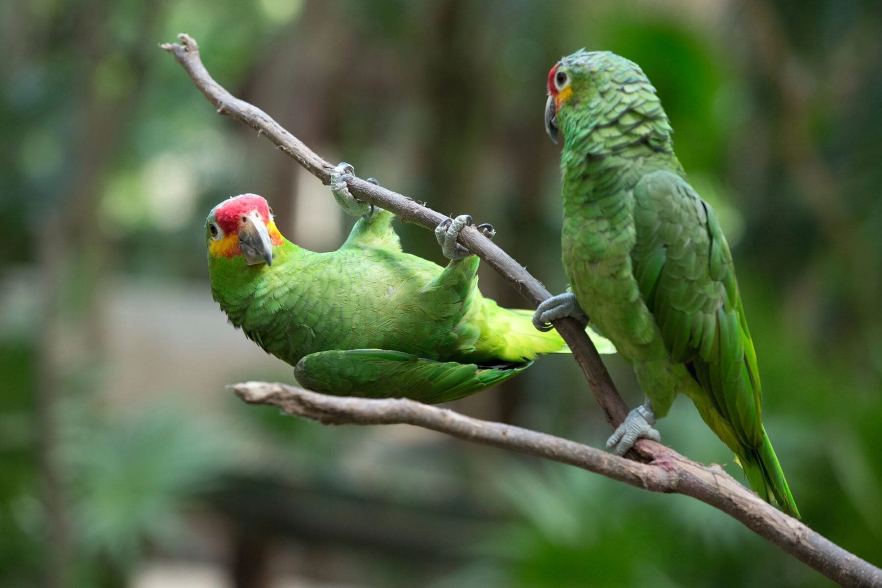 Caribe especies invasoras autóctonas