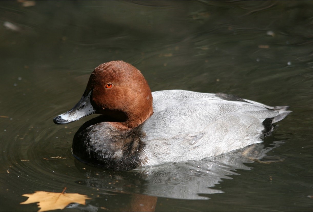 Castilla y León aves acuáticas invernantes