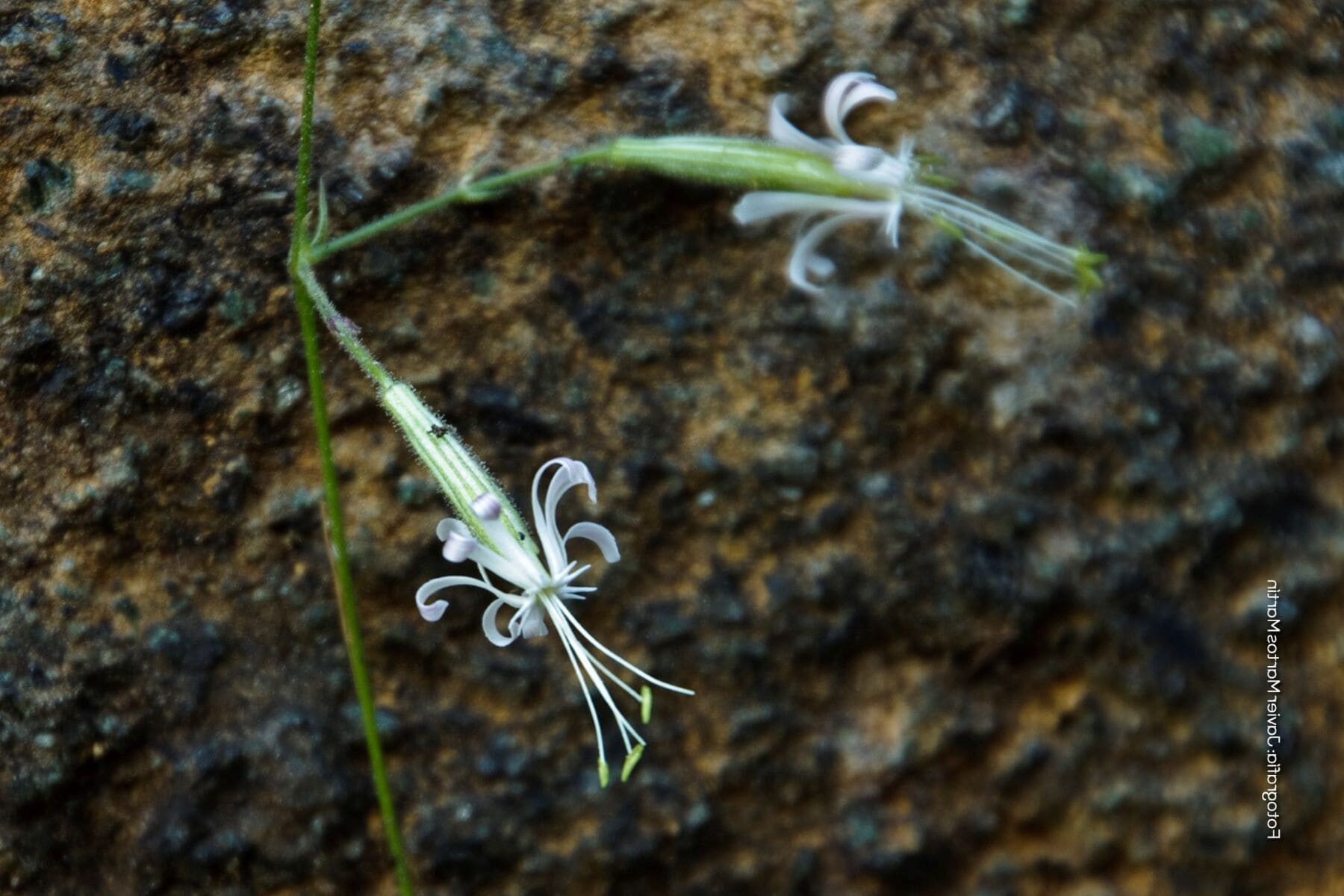 Andalucía Abrepuños Rompebarrigas Colleja