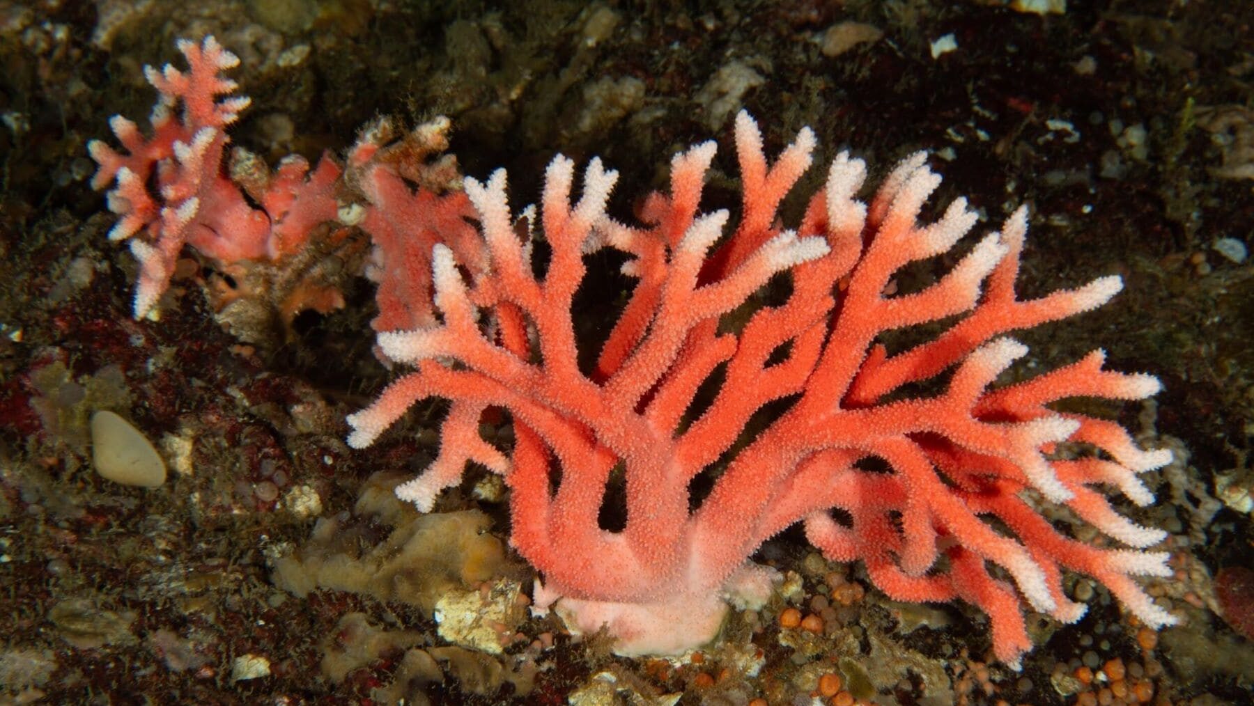 Chile hidrocorales rojos