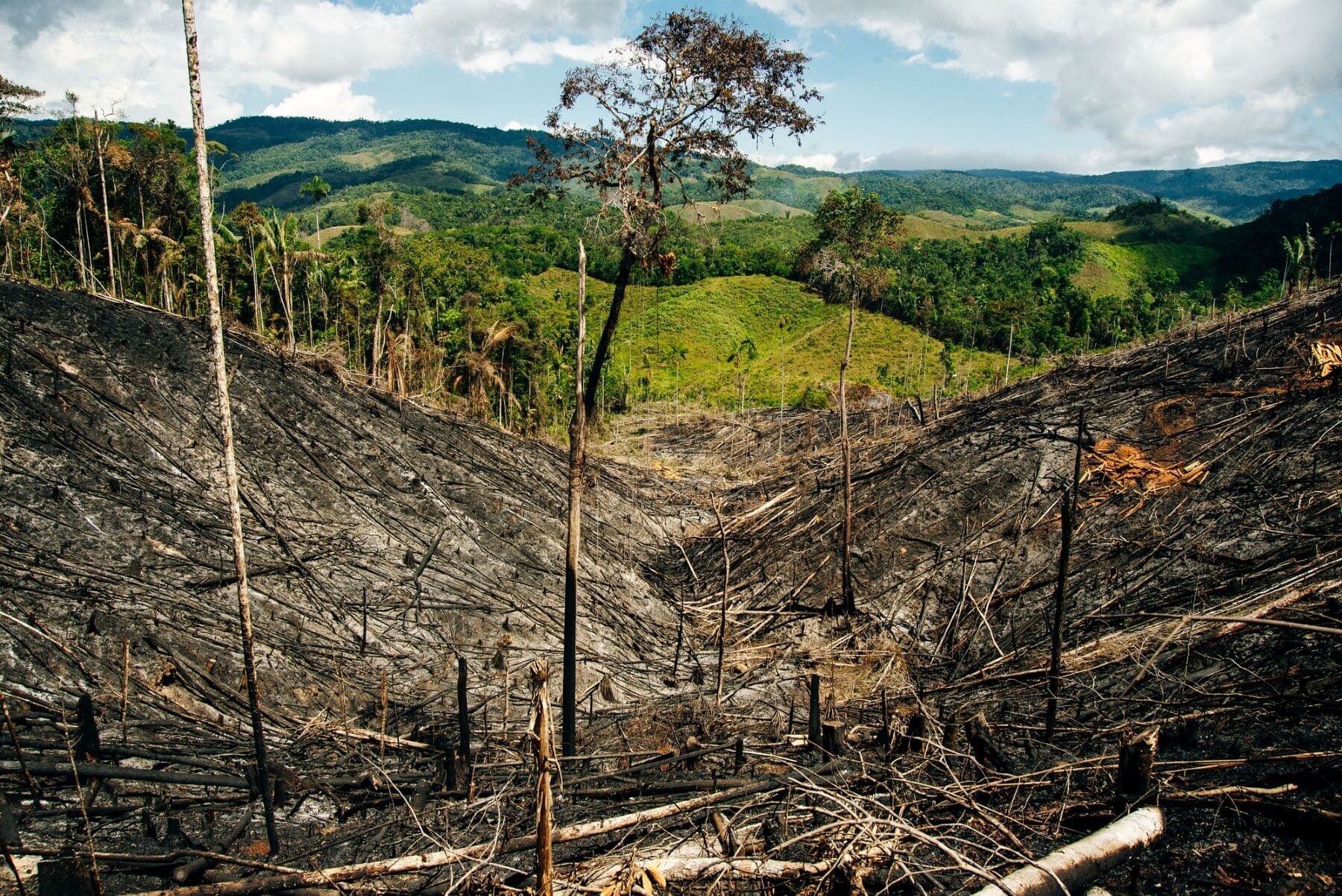 Perú cero deforestación UE