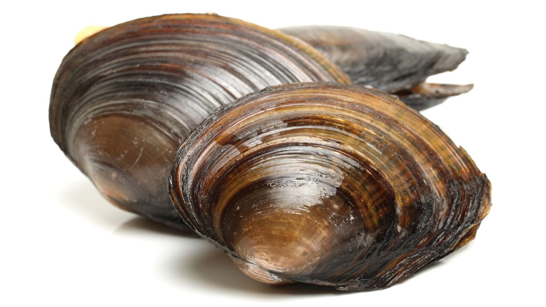 almejas agua dulce peligro extinción DANA