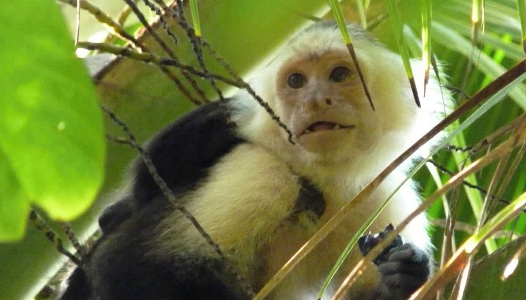 monos silbadores aprendizaje