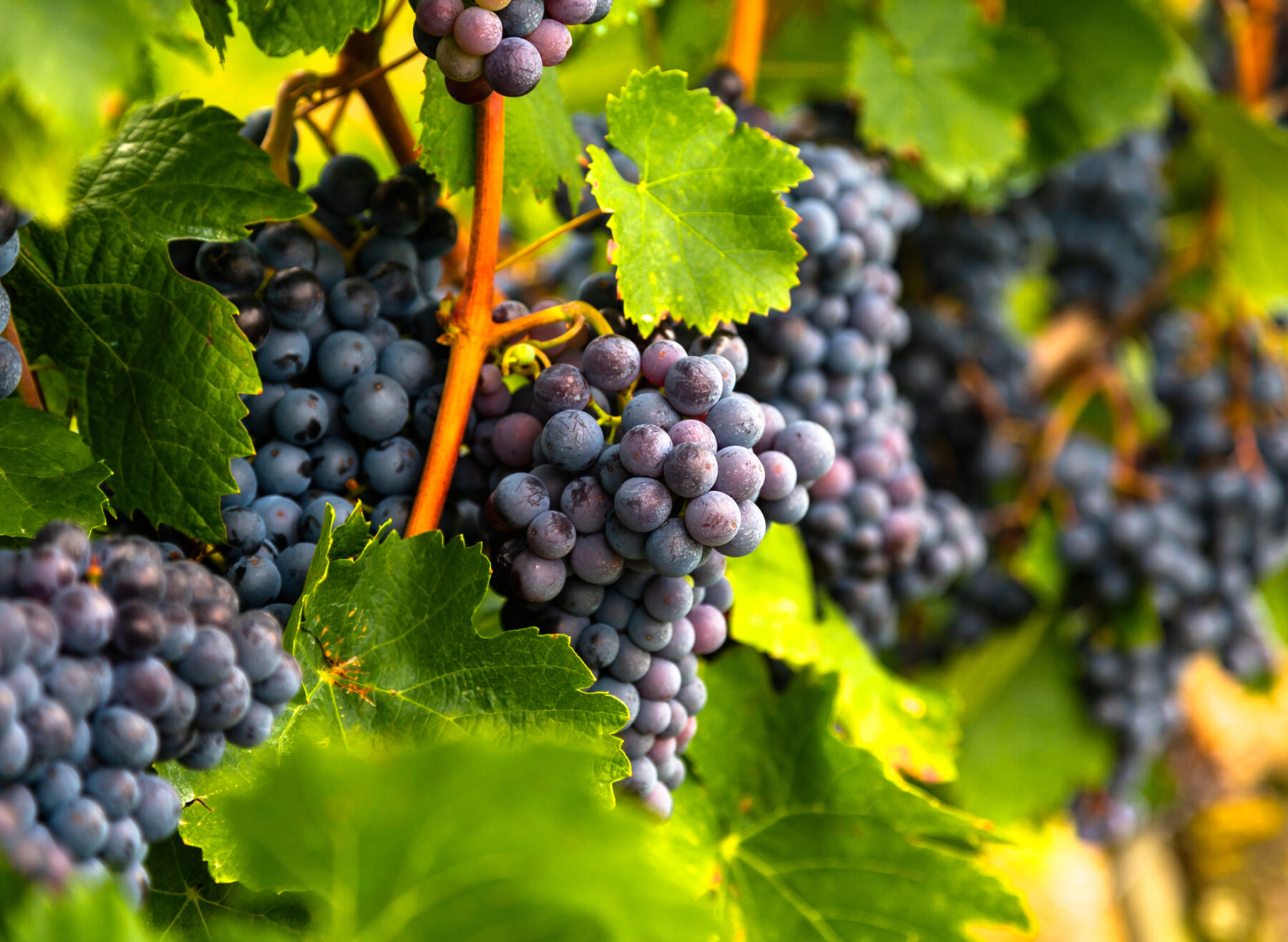 El mercado del vino orgánico o ecológico se triplicará en 2030