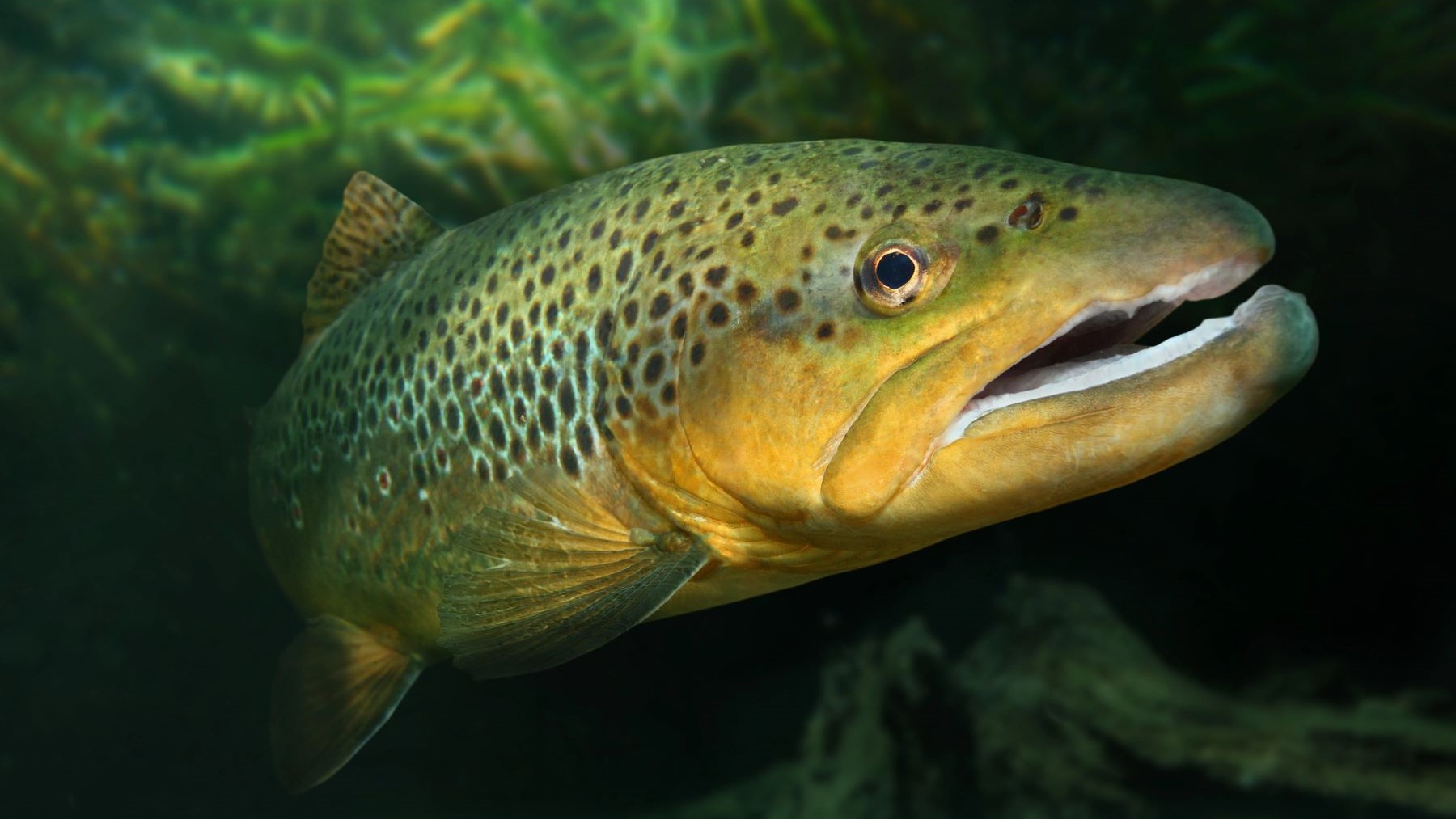 trucha común Parque Nacional Sierra Guadarrama
