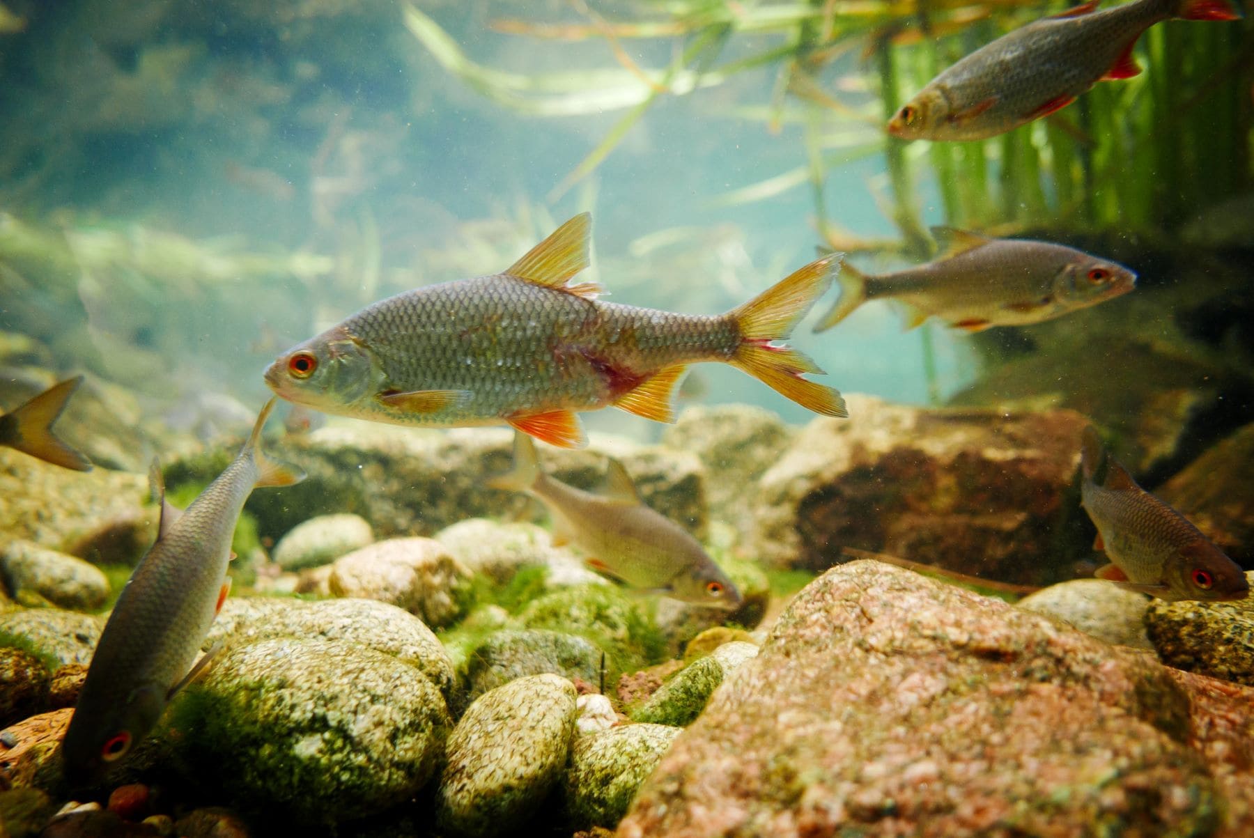 comportamiento reproductivo peces alteraciones medio ambiente