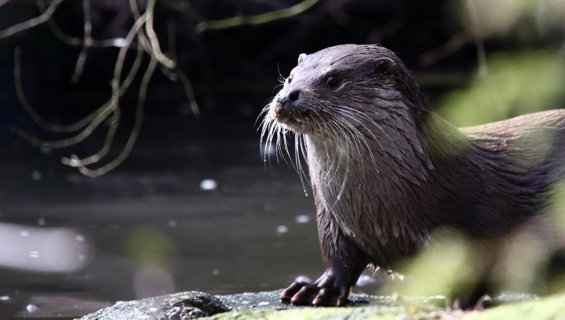 3 especies descubiertas Latinoamérica 2024
