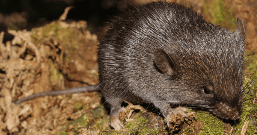 nuevas especies Amazonía peruana