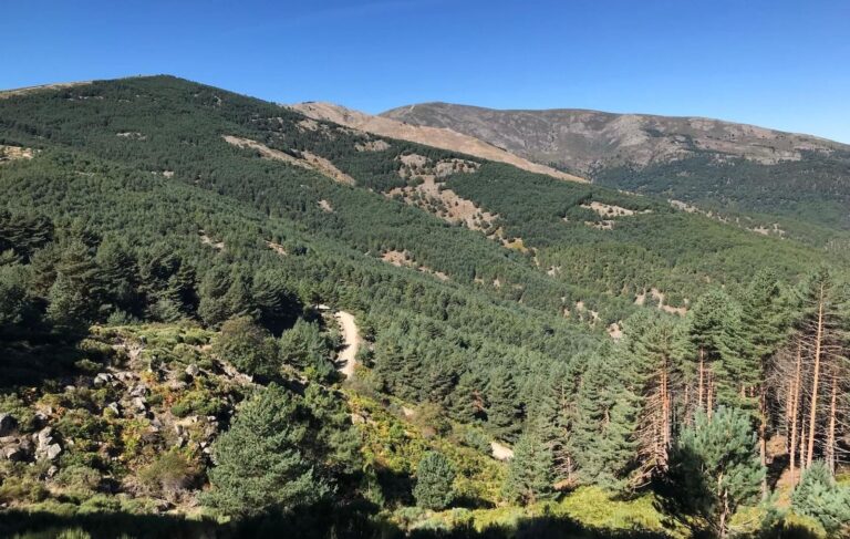 FITOCLIM herramienta gestión forestal cambio climático