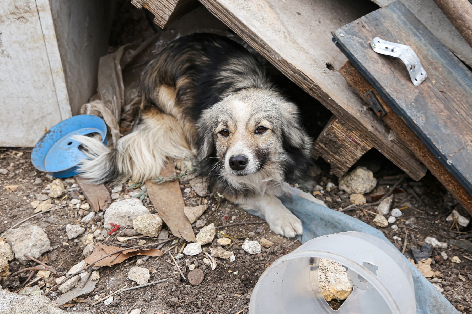Galicia animales domésticos abandonados