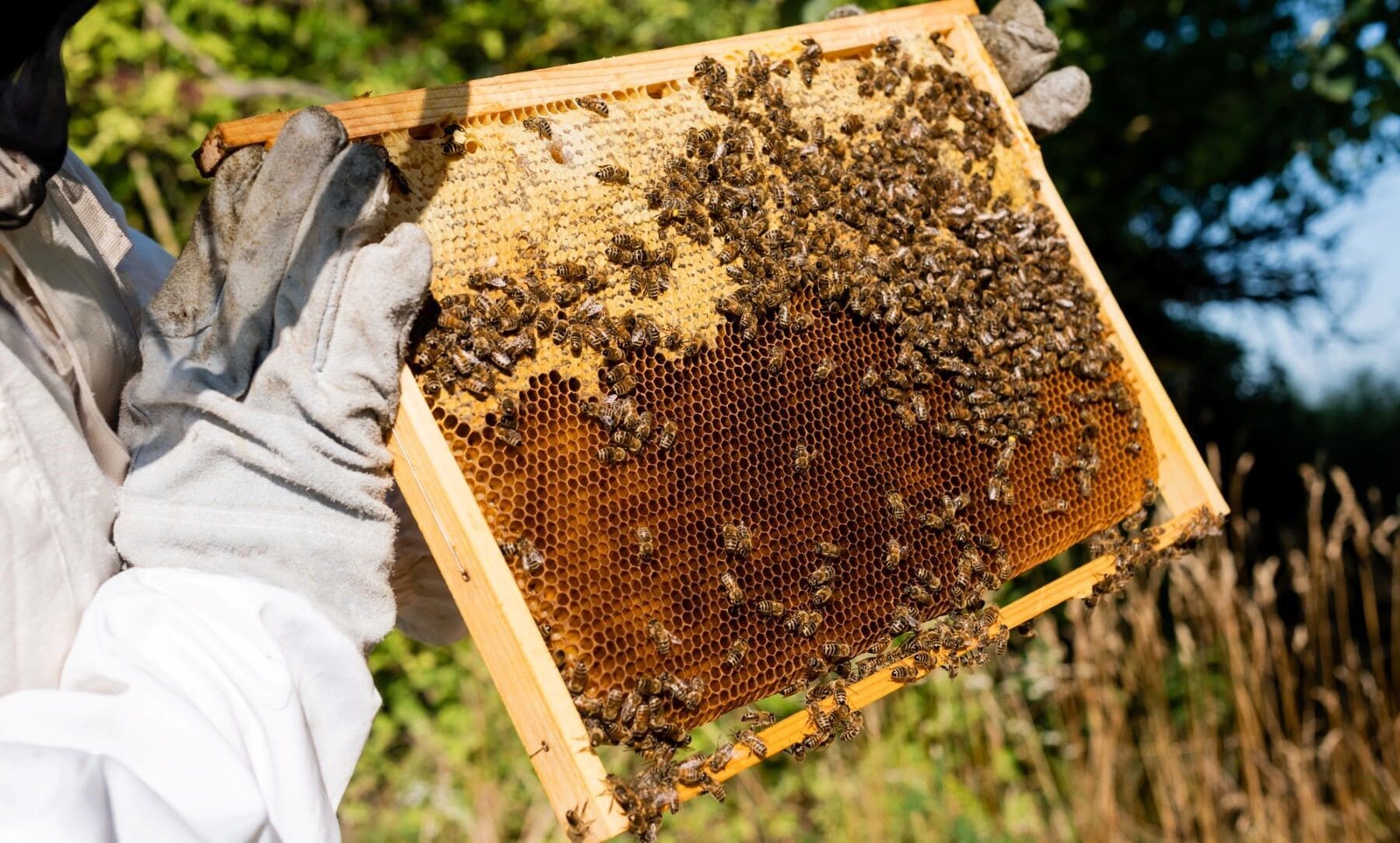 Galicia sector apícola biodiversidad