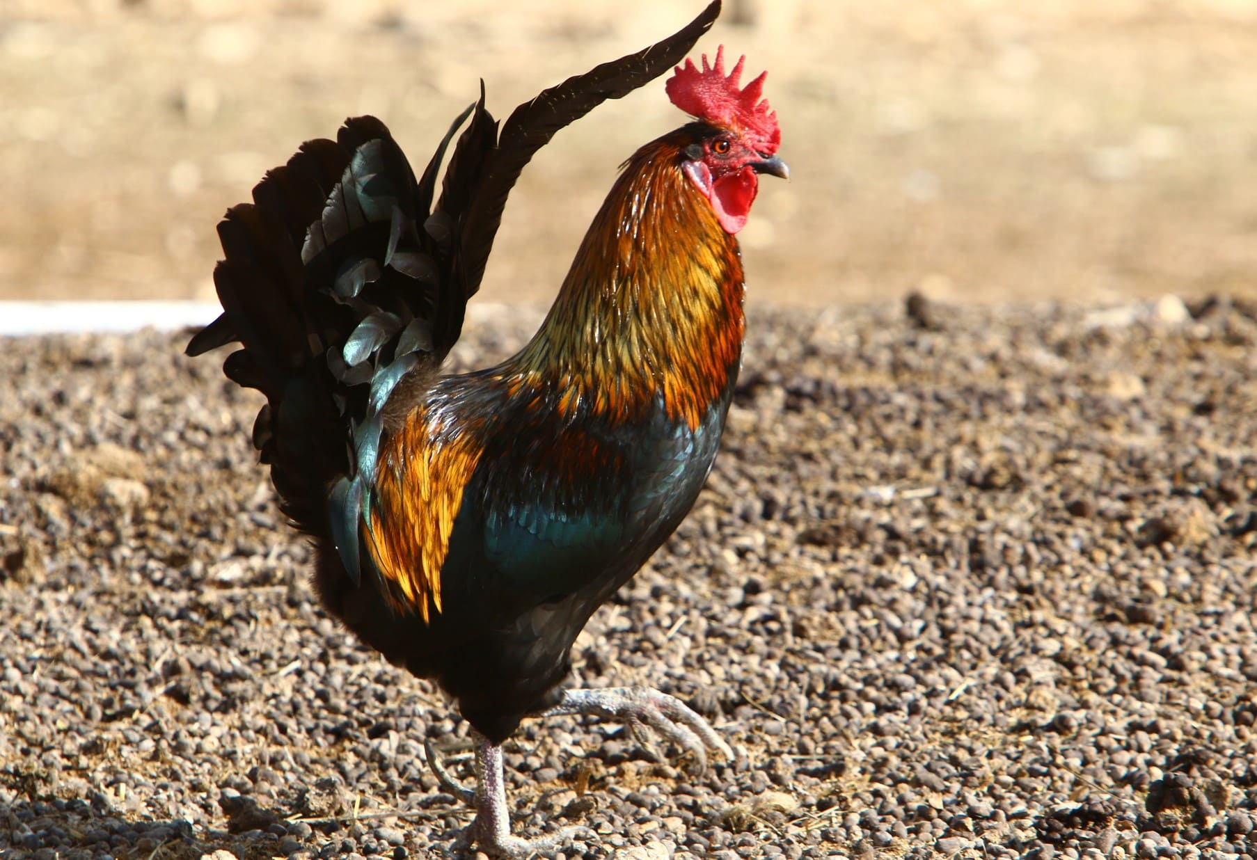 Gallos clan Valladolid PACMA maltrato animal