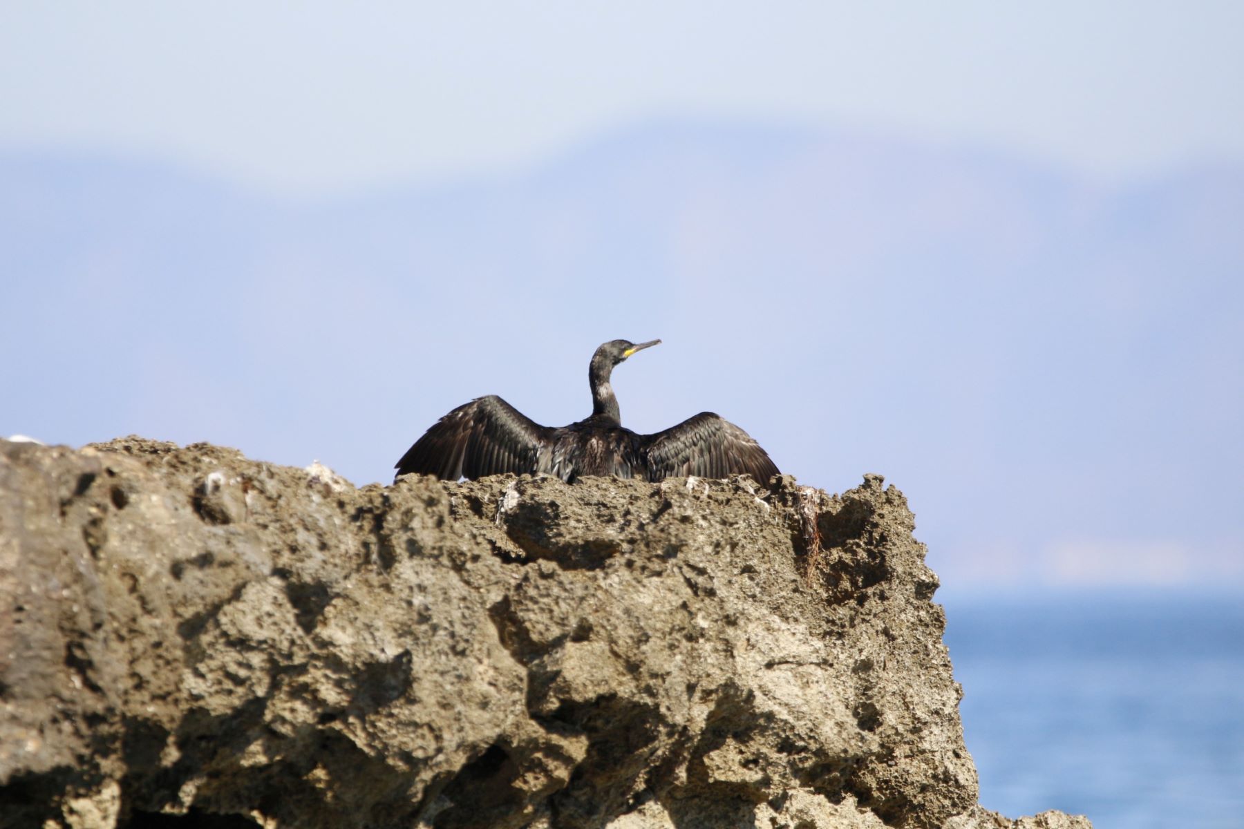 aves Base Aérea Ejército Aire San Javier