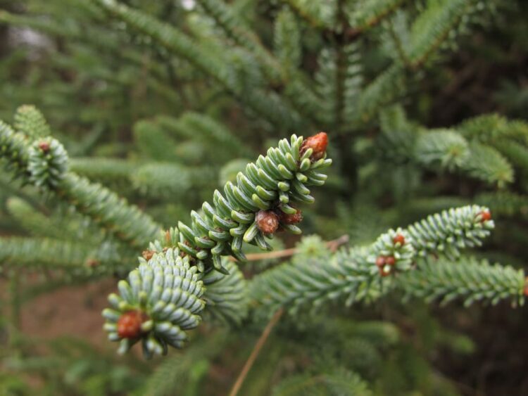 pinsapo Sierra Líjar
