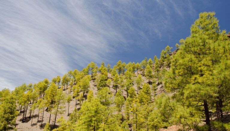 Generalitat Valenciana sostenibilidad forestal cambio climático