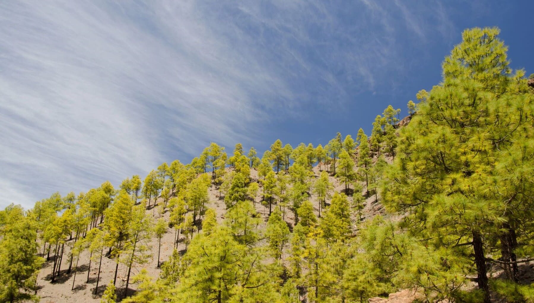 Generalitat Valenciana sostenibilidad forestal cambio climático