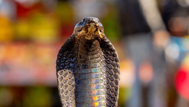 IA veneno cobra