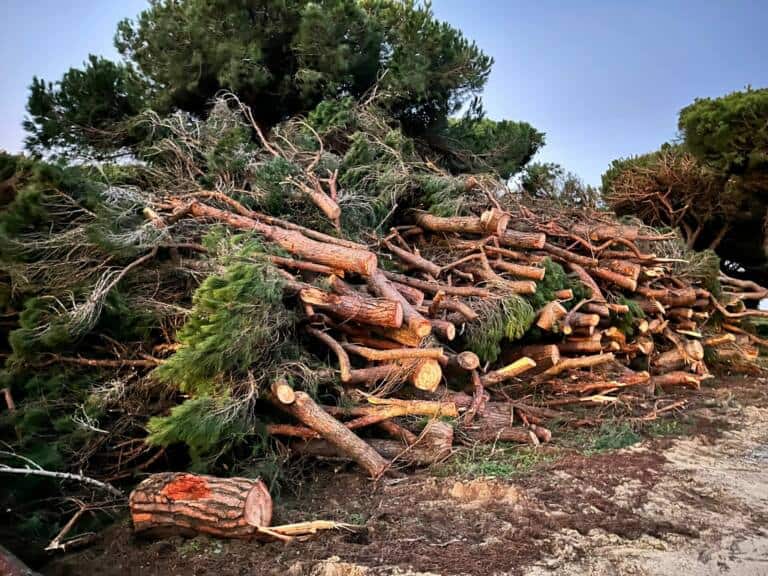 La Janda tala pinos Parque Nacional La Breña Marismas Barbate
