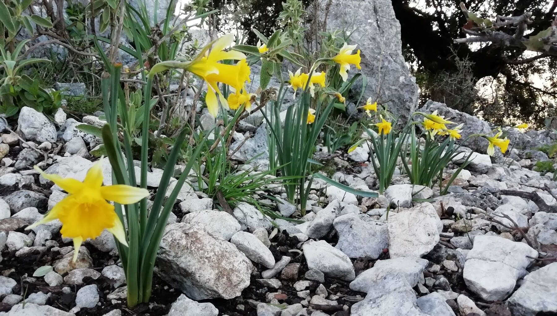 Sierra de Líjar narciso trompetero