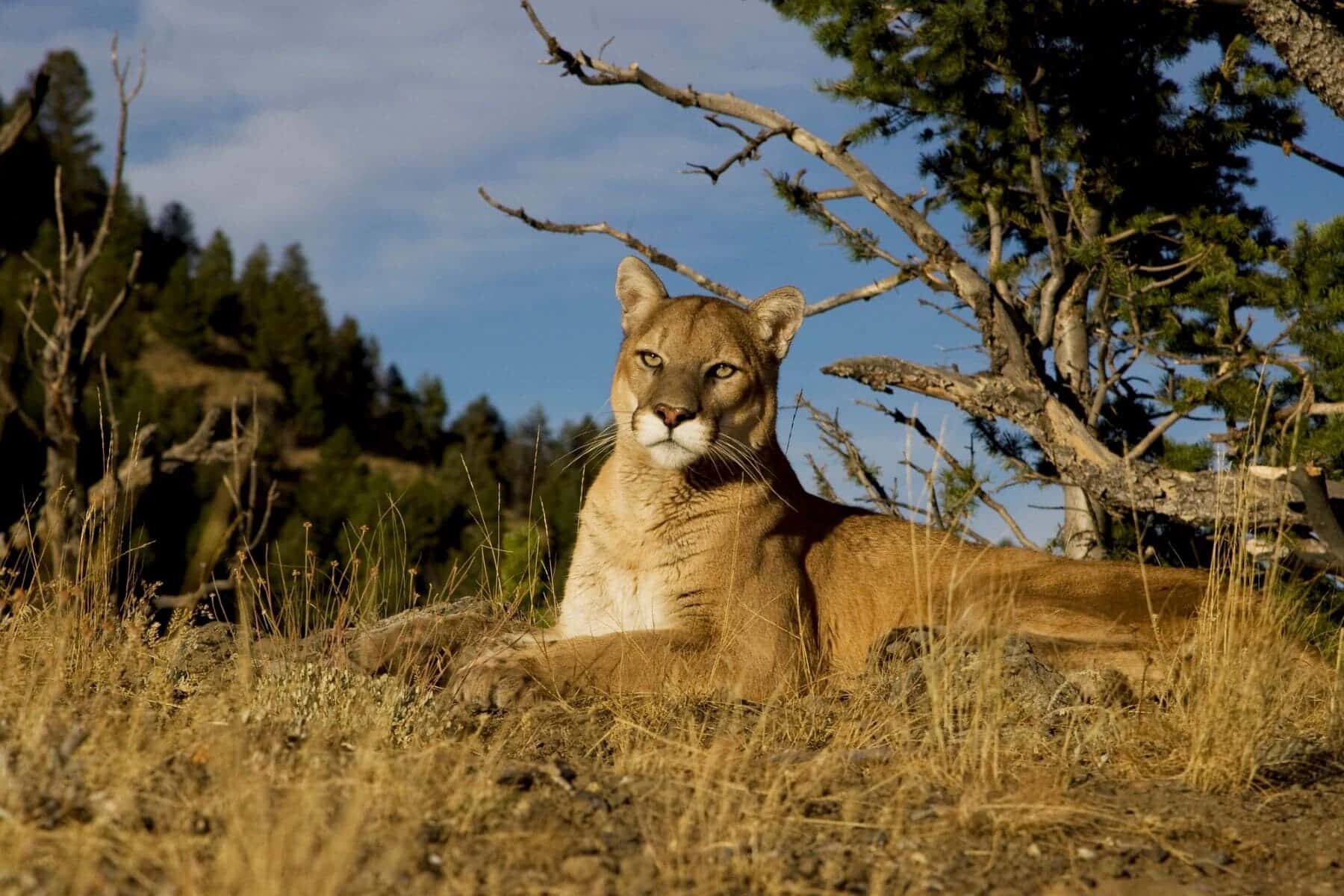 Caza & Safari Jorge Noya caza especies protegidas