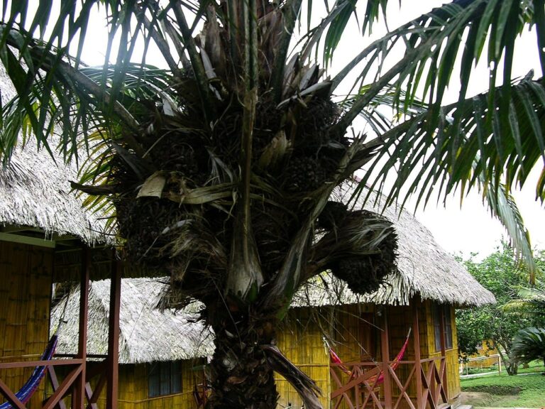Palmera marfil ecuatoriana peligro UICN