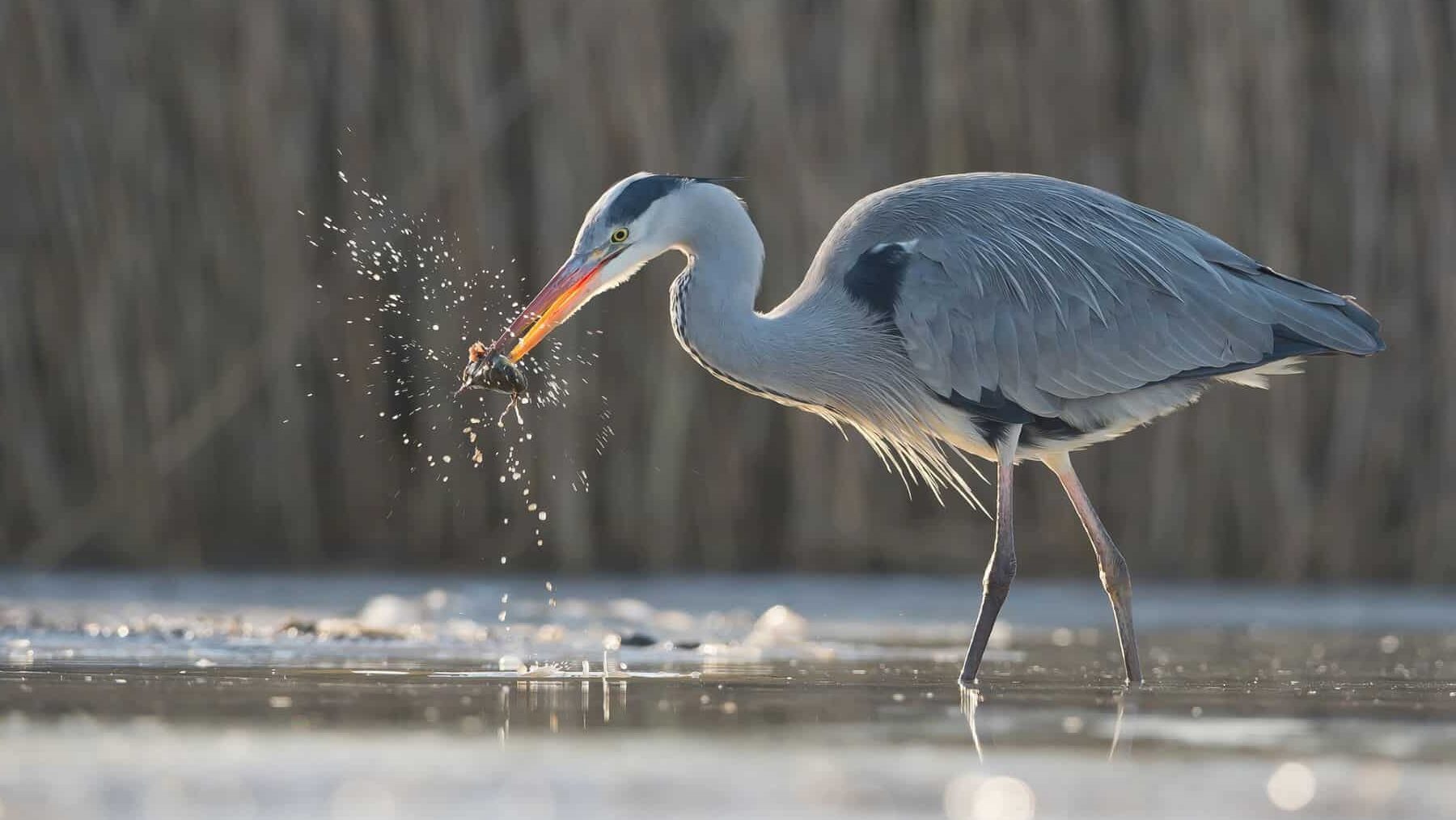 aves acuáticas humedales conservados norte peninsular