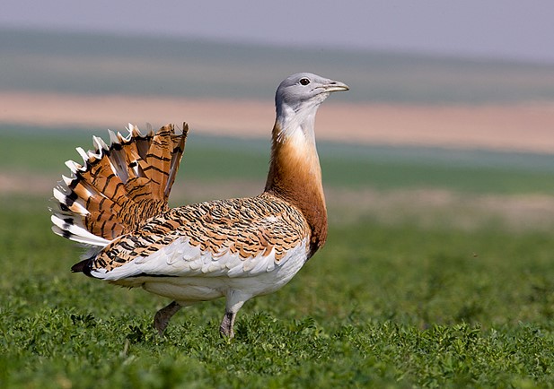 PAC España aves agrarias