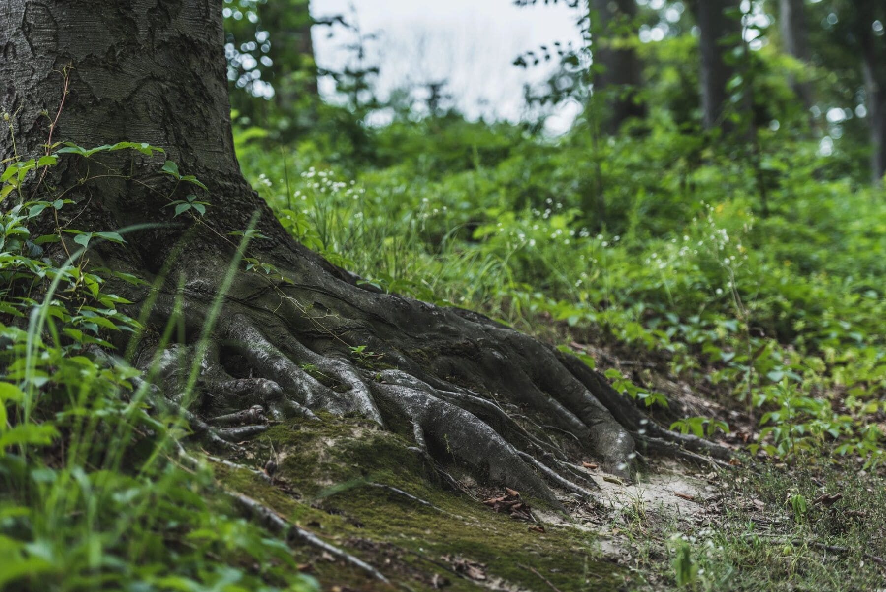 raíces activas invierno árboles caducifolios