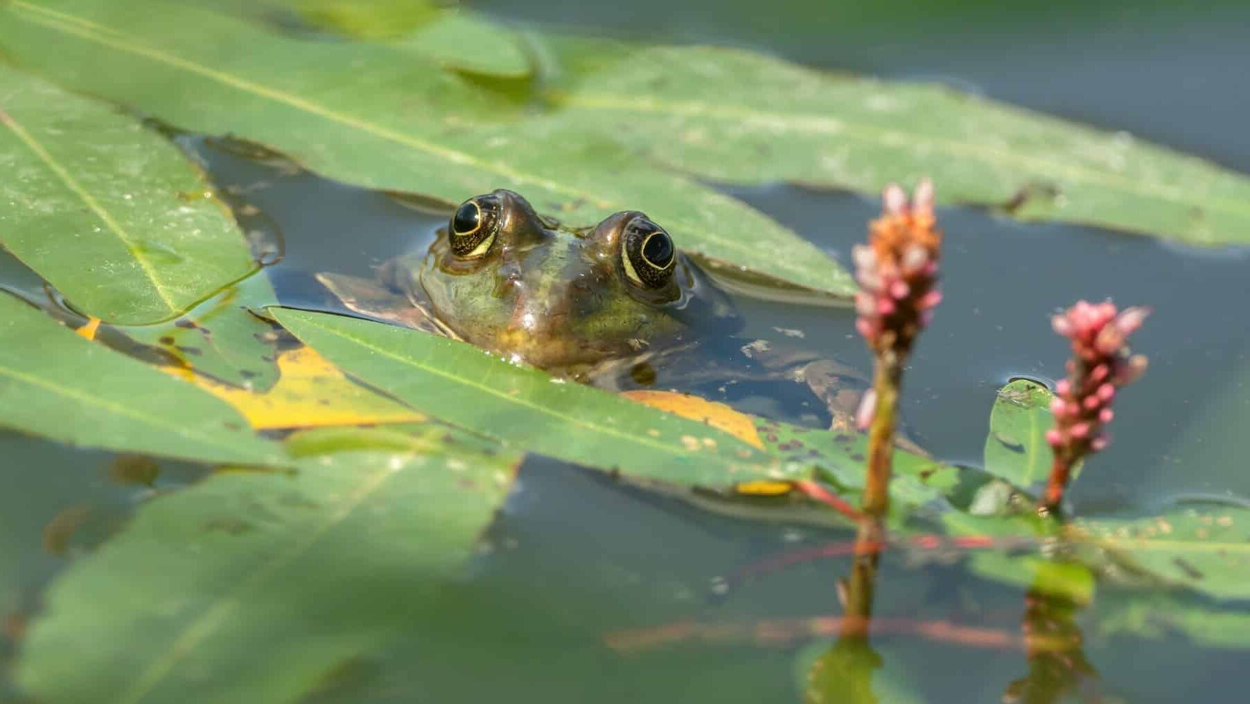 anfibios Amazonia sequía cambio climático