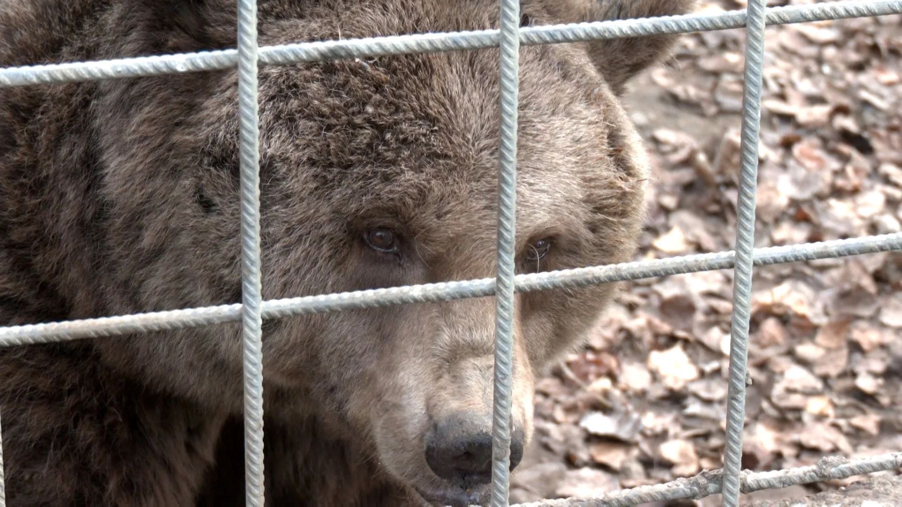 Luna Ponderoso osos cautividad Santuario dignamente