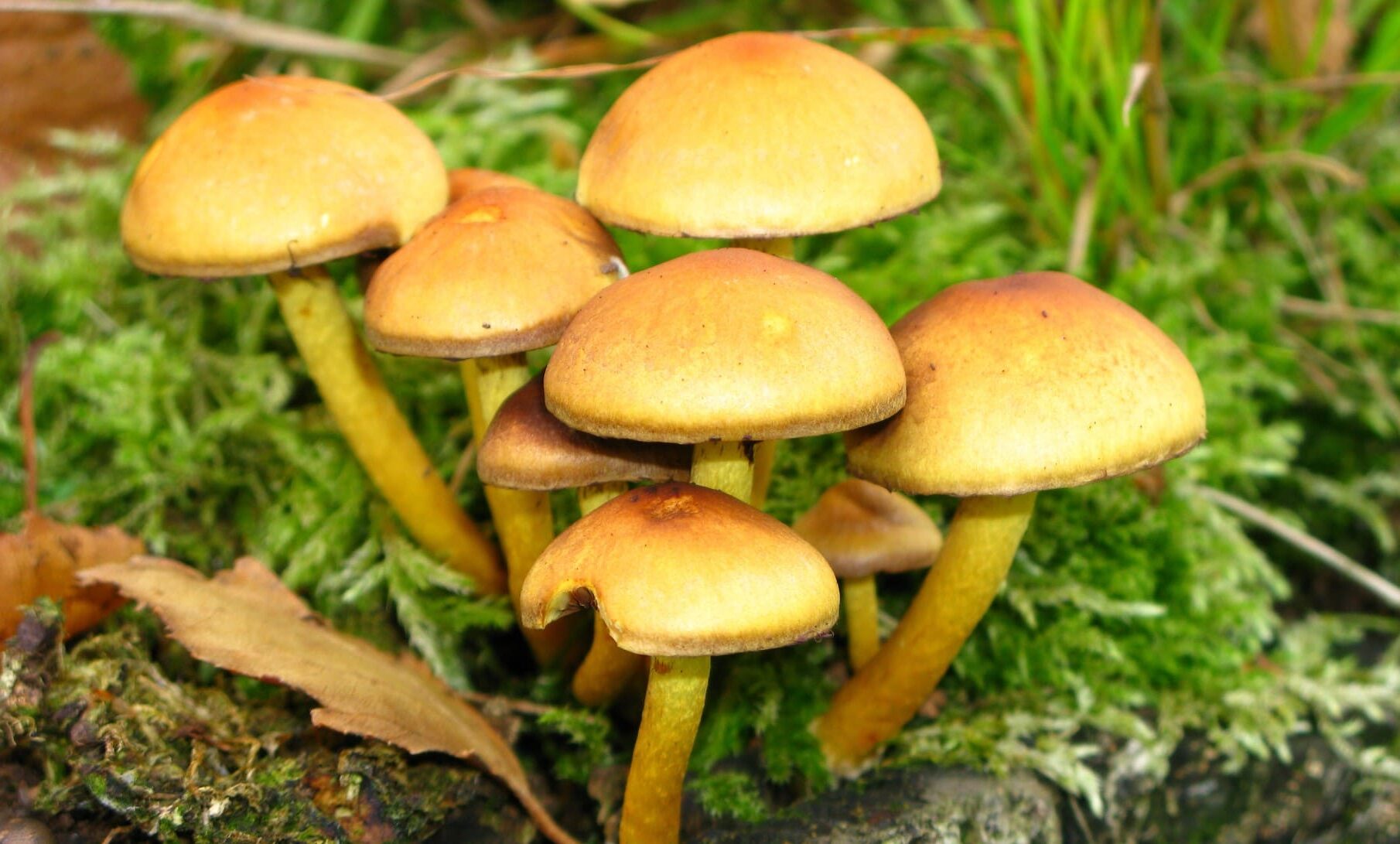 Medicina psicodélica hongos alucinógenos