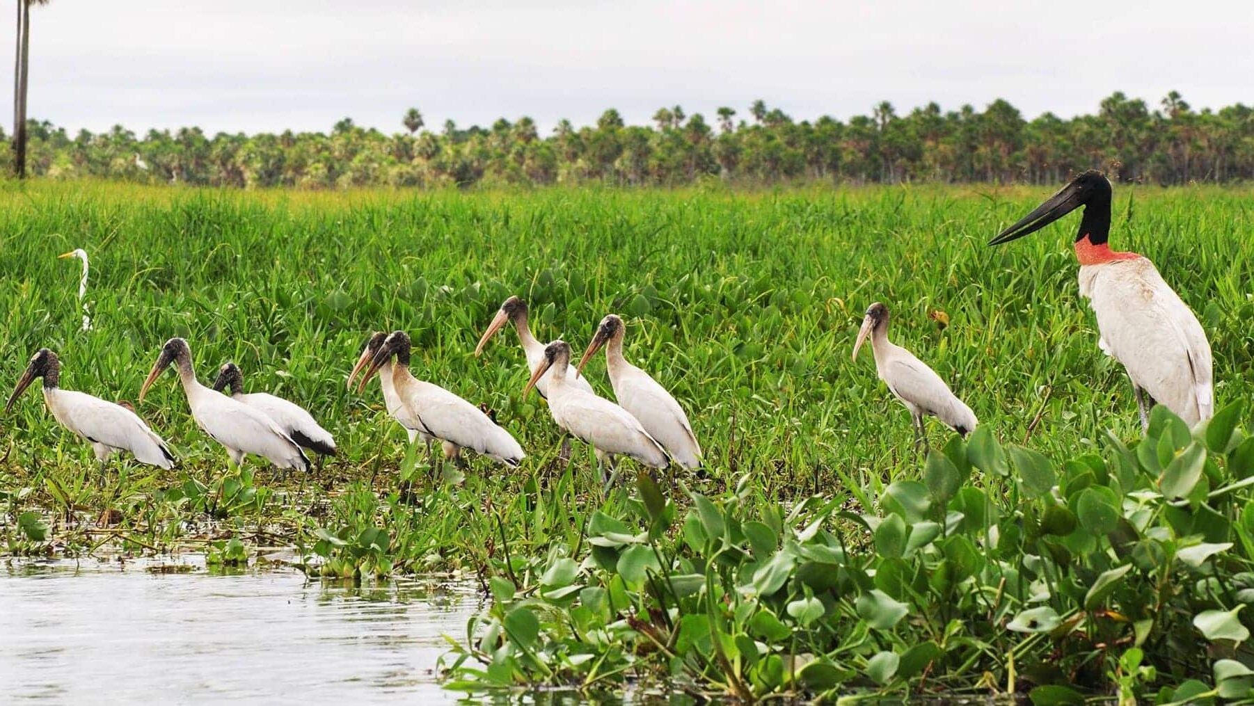 Paraguay España gestión humedales