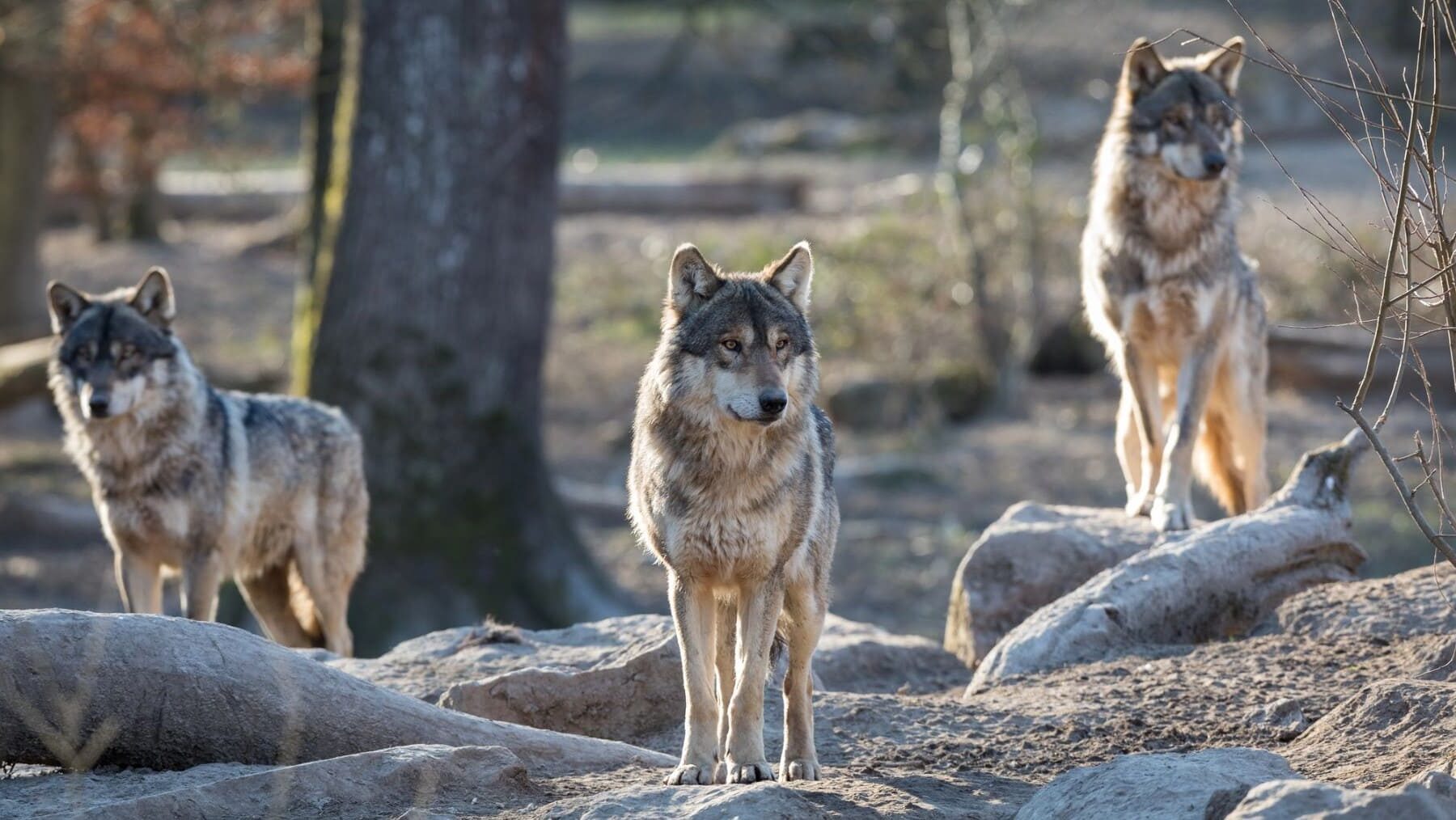 Prácticas camorra lobo Asturias
