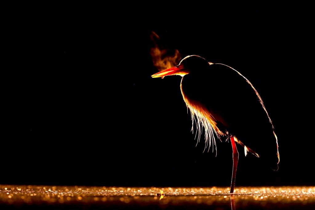 Premios del concurso fotográfico FIO 2025 20 años de turismo ornitológico