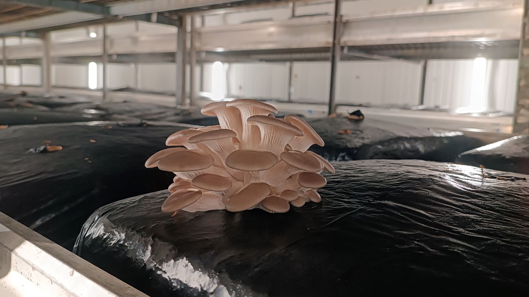 GO CHAMPLAST biofilms compostables cultivo champiñón