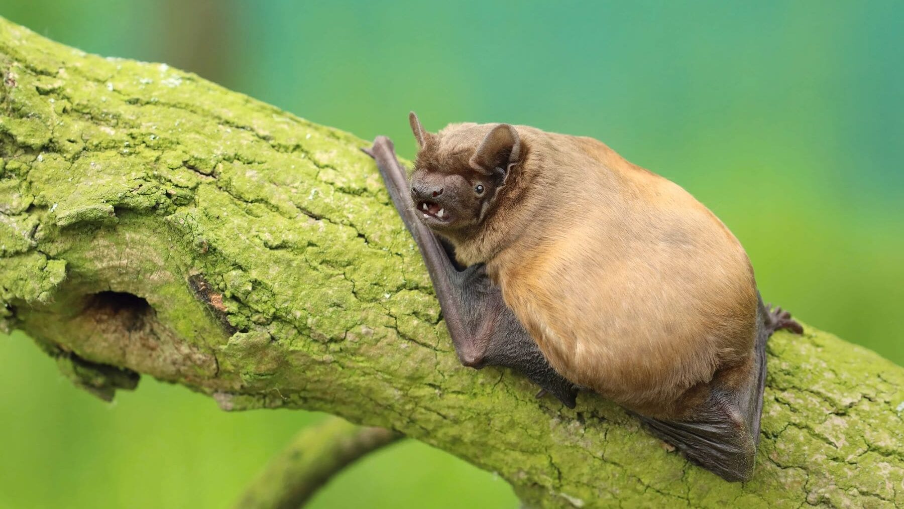 Science murciélagos migratorios vientos alimento traslados