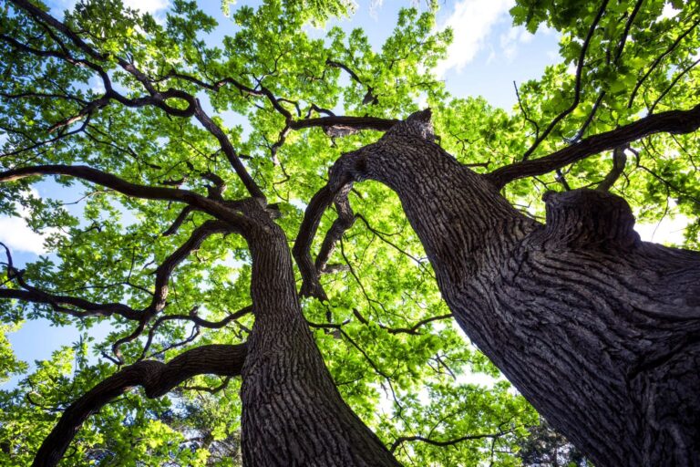 árbol cambio climático España