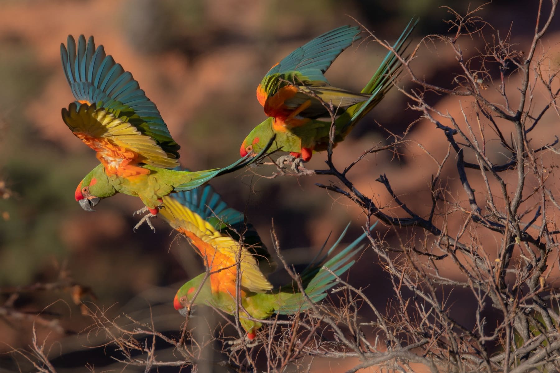Reserva Natural Comunitaria Frente Roja Bolivia Paraba