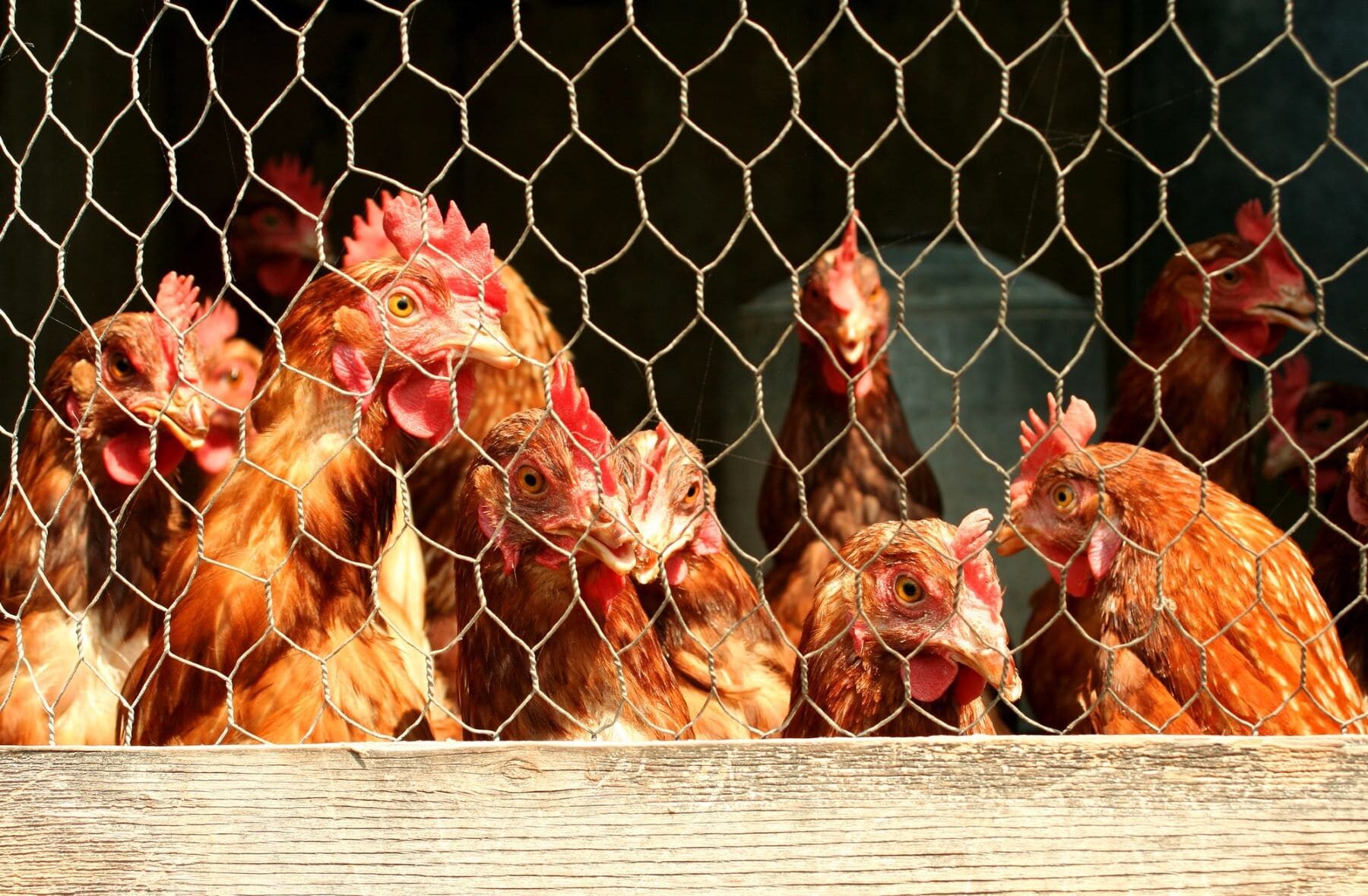 estadounidense falleció virus H5N1 aves corral silvestres