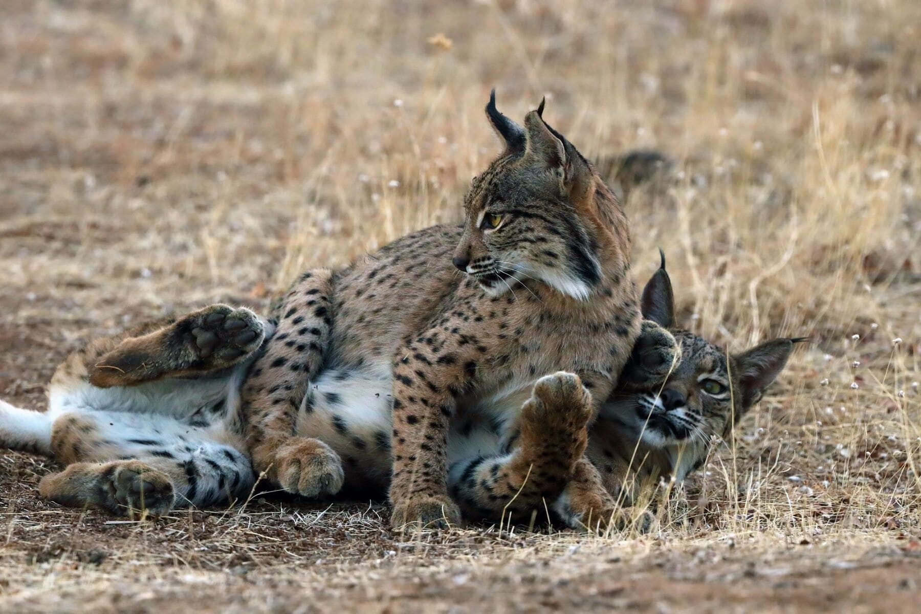 lince abatido Don Benito