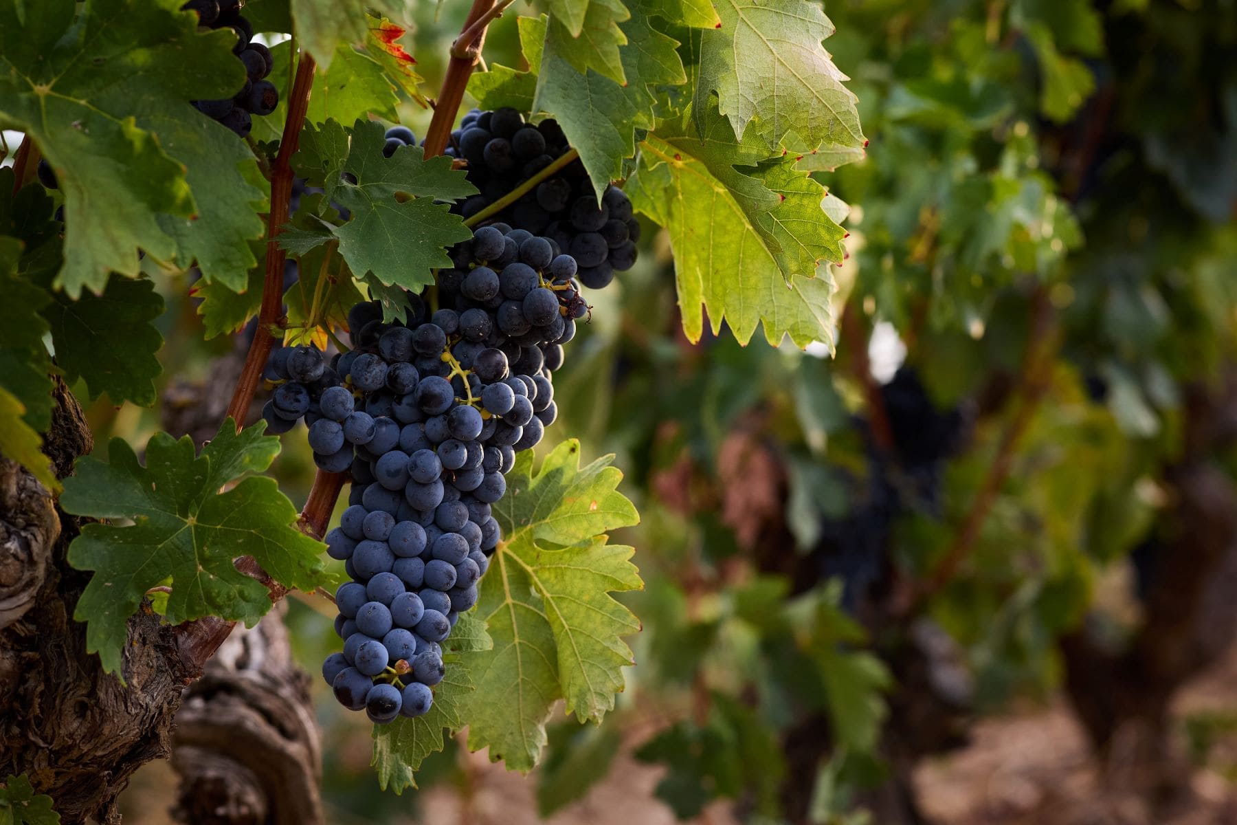 Viñedos Contino residuo cero