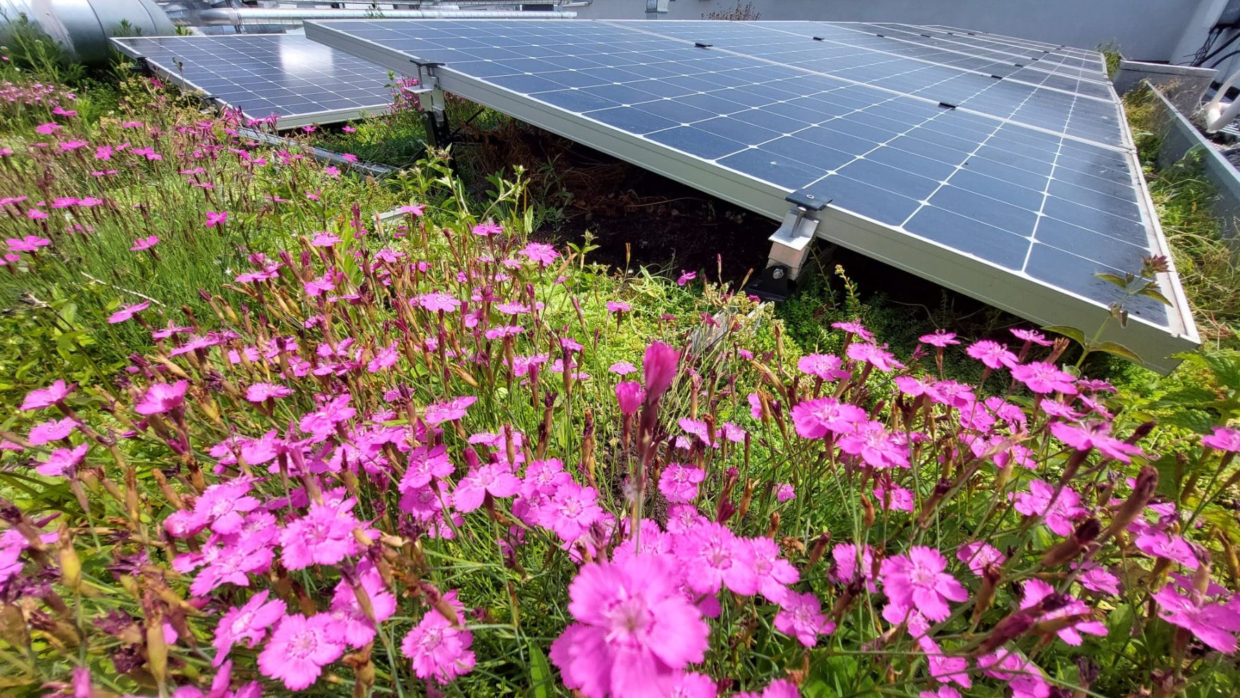 Oasis of Energy: This Home System Creates Life and Captures Water - News Directory 3
