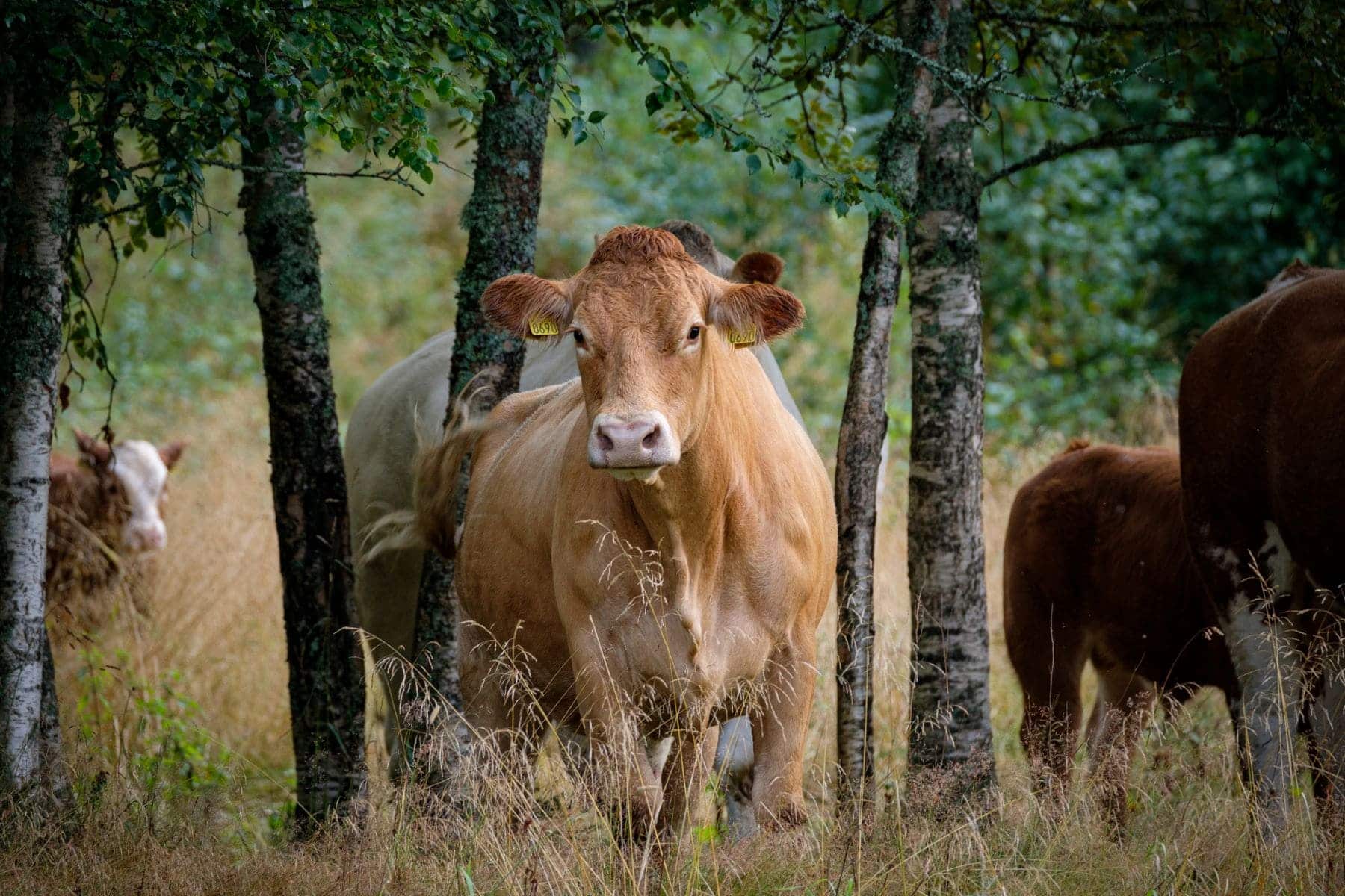 A Coruña sostenibilidad ambiental ganadería