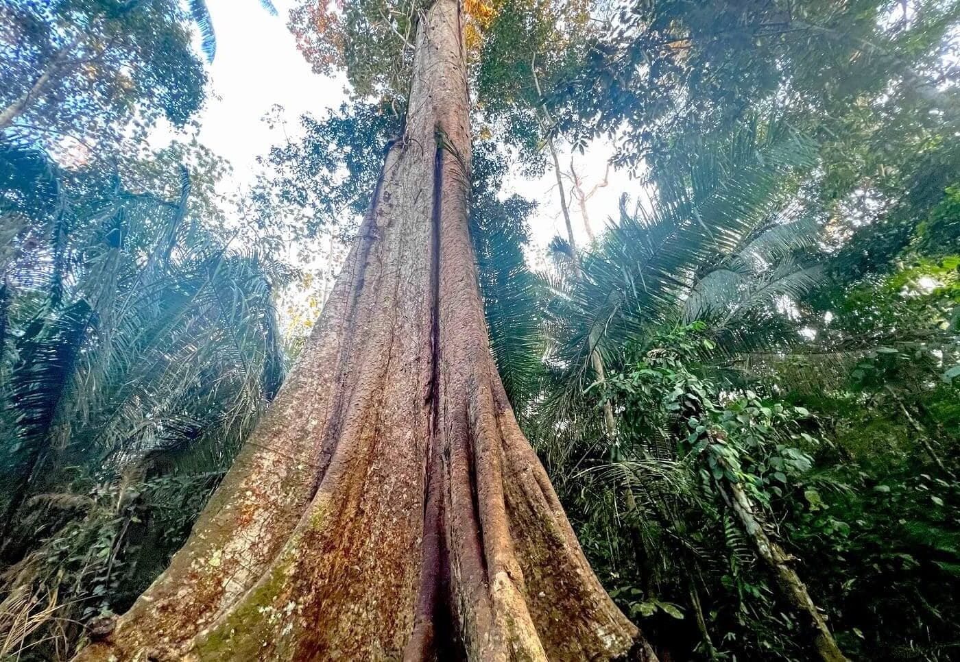 Amazonía peruana shihuahuaco peligro crítico