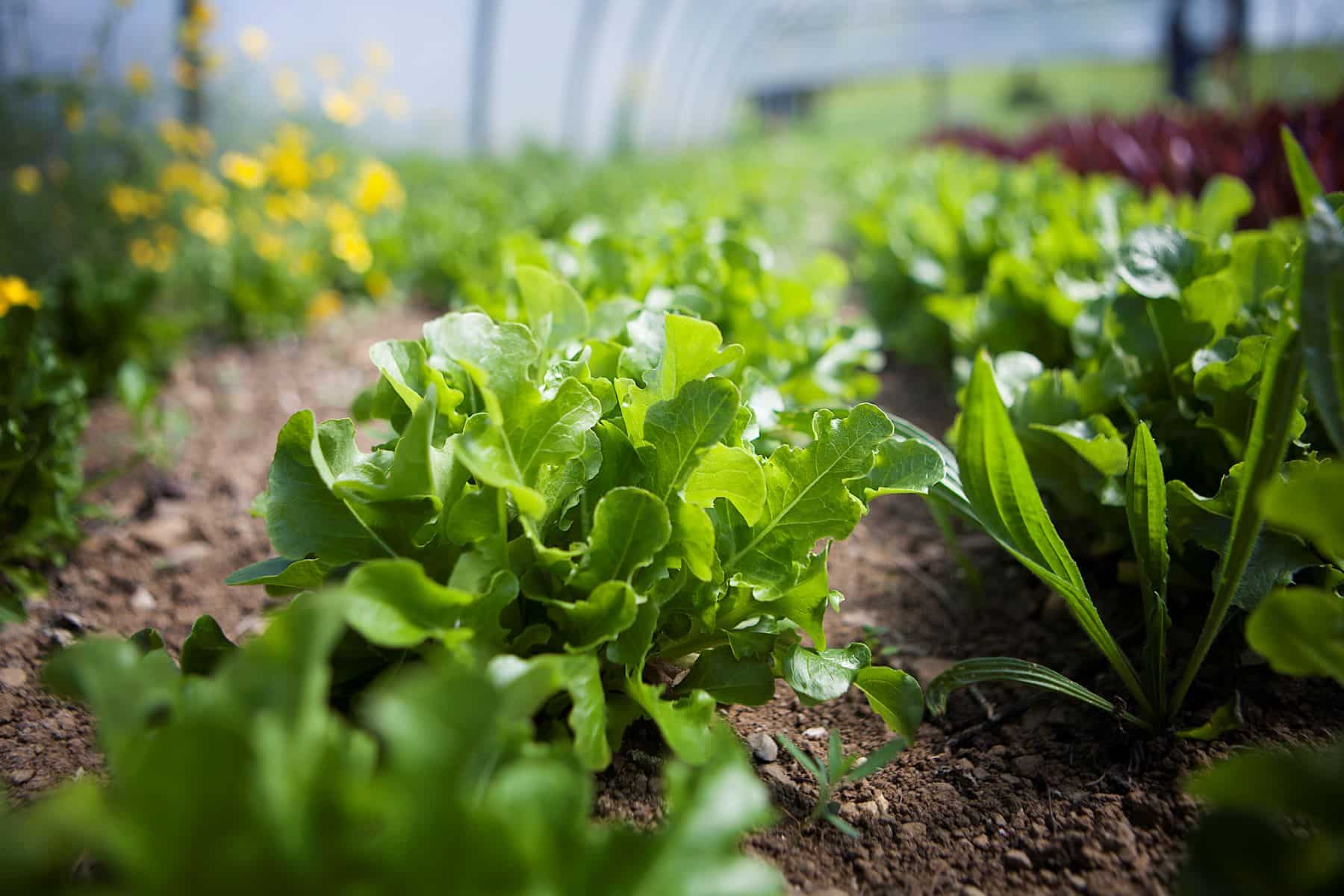 Andalucía agricultura ecológica objetivos europeos 2030