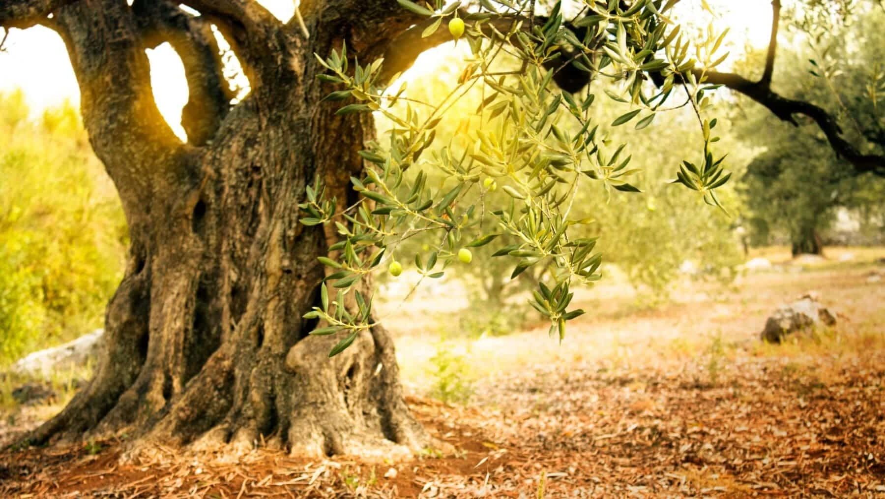 Andalucía política forestal espacios protegidos Monfragüe