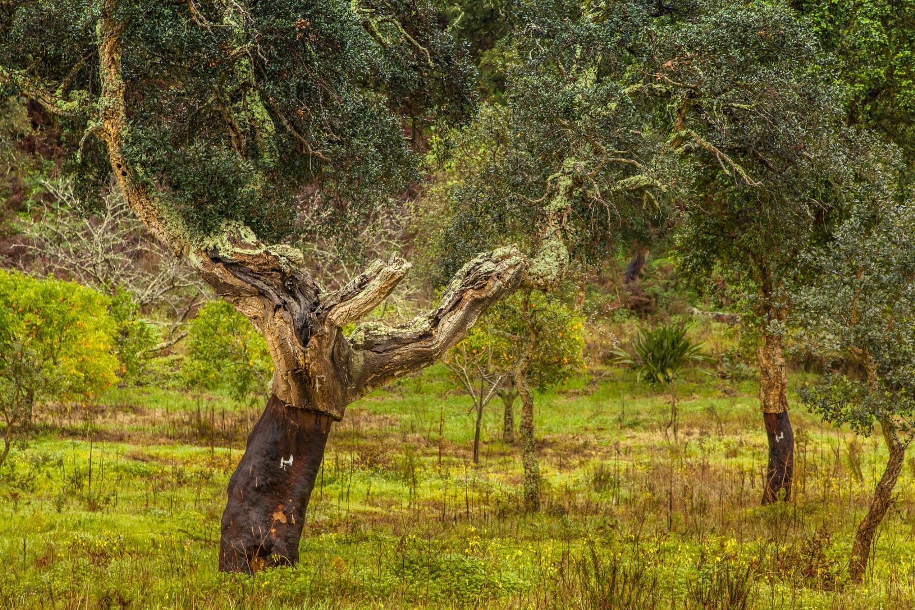 Andalucía selvicultura quejigos